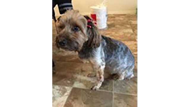 craigslist lost dog craigslist lost dog